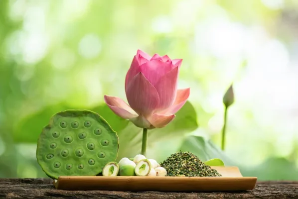 Trà hương hạt sen đang là dòng sản phẩm được ưa chuộng bởi mùi vị thanh khiết, dễ chịu